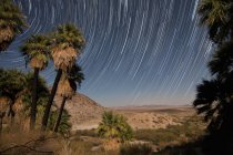 Palmiers ventilateurs californiens et bosquet mesquite — Photo de stock