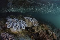 Silberlinge schwimmen über Weichkorallen — Stockfoto