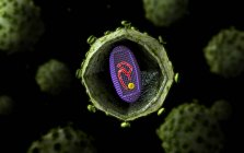 Vista microscopica della sezione trasversale del virus HIV — Foto stock