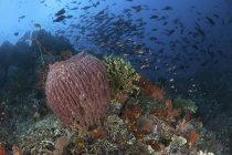 Troupeau de poissons nageant au-dessus du récif corallien — Photo de stock
