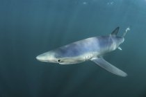 Crociera dello squalo azzurro in acqua fredda — Foto stock