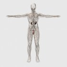 Ilustración médica tridimensional del sistema linfático masculino y los órganos reproductivos - foto de stock