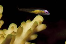 Redeye goby resting on coral — Stock Photo
