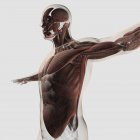 Anatomie der männlichen Muskeln im Oberkörper — Stockfoto