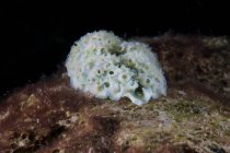 Elysia crispata limace de mer — Photo de stock