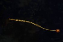 Tuberías anilladas flotando en aguas oscuras - foto de stock