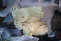 Scorfano foglia sulla barriera corallina — Foto stock