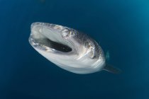 Tubarão-baleia com boca aberta — Fotografia de Stock