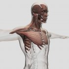 Anatomia dei muscoli maschili nella parte superiore del corpo — Foto stock