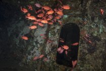 Soldierfish flock on wreck — Stock Photo