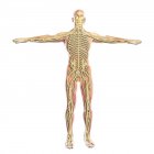 Medical illustration of human nervous system — Stock Photo