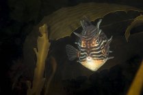 Shaw cowfish em água escura — Fotografia de Stock