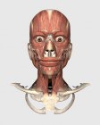 Medizinische Illustration menschlicher Kopf mit Knochen und Muskeln — Stockfoto