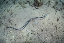 Serpente-do-mar banhada no fundo do mar arenoso — Fotografia de Stock