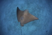 Spotted eagle ray swimming over sandy seafloor near Cocos Island, Costa Rica — Stock Photo