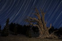 Pine tree against star trails in Patriarch Grove — Stock Photo