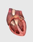 Vista de corte cardíaco con válvula pulmonar, válvula mitral y tricúspide - foto de stock