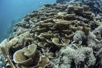 Coralli fogliosi sul pendio della scogliera — Foto stock