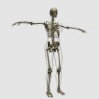 Medical illustration of full female skeleton on white background — Stock Photo