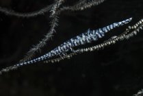 Креветки Tozeuma цепляются за мягкие кораллы — стоковое фото