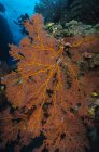 Abanico marino en arrecife de coral - foto de stock
