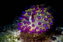 Janolus savinkini nudibranch — Stock Photo