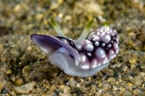Chromodoris geometrica nudibranchi — Foto stock