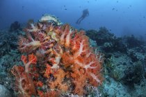 Vibrantes colonias de coral suave en el arrecife en el estrecho de Lembeh con buzo en el fondo - foto de stock