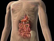 Vista transparente del cuerpo humano con riñones e intestinos - foto de stock