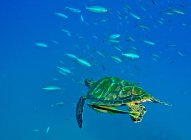 Sea turtle swimming with remora — Stock Photo