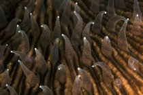 Tentacles of mushroom coral — Stock Photo