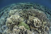 Coralli che costruiscono barriere coralline in acque poco profonde — Foto stock