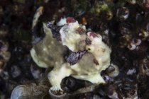 Warty frogfish on reef — Stock Photo