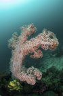 Мягкие коралловые колонии растут на рифе — стоковое фото