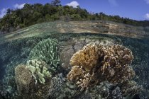 Diversa gama de corales de construcción de arrecifes - foto de stock