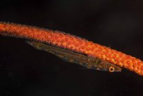 Goby laying eggs on whip coral — Stock Photo