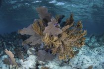 Gorgonianos coloridos em águas rasas — Fotografia de Stock