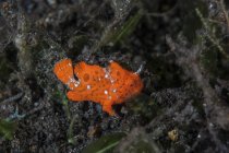Juvenile painted frogfish on seafloor — Stock Photo