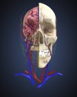 Calavera humana con cerebro y sistema circulatorio - foto de stock