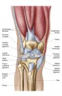 Анатомія колінного суглоба людини з етикетками — стокове фото