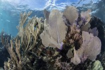 Горгони з рифобудівними коралами на рифі — стокове фото