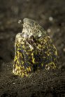 Anguilla serpente marmorizzata che emerge dalla sabbia — Foto stock
