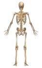 Вид ззаду скелетної системи людини — стокове фото