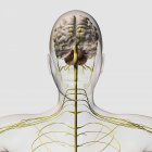 Ilustración médica del sistema nervioso humano y el cerebro - foto de stock