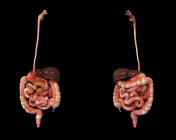 Representación 3D del sistema digestivo humano sobre fondo negro - foto de stock