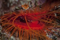 Discomuschel auf Riff vor Sulawesi — Stockfoto