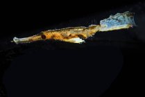 Ghost pipefish in dark water — стоковое фото