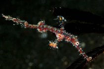 White and red harlequin ghost pipefish — Stock Photo