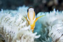 Кларк anemonefish в anemone щупальця — стокове фото