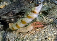 Gobie aux crevettes à marge rouge avec crevettes — Photo de stock